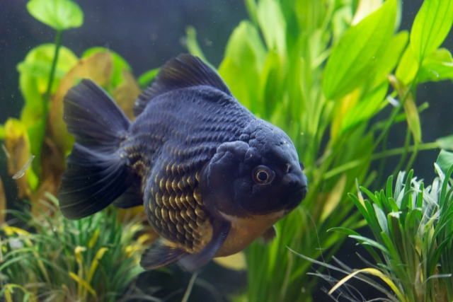 水草を背景に泳ぐ黒い金魚と緑の水草の風景