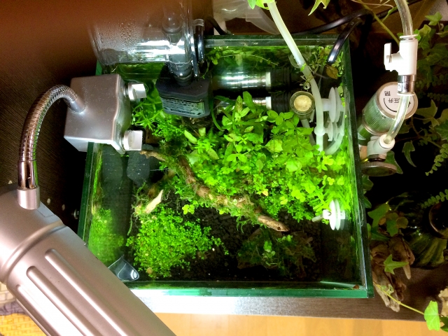 水草が茂る小型水槽を真上から俯瞰した様子