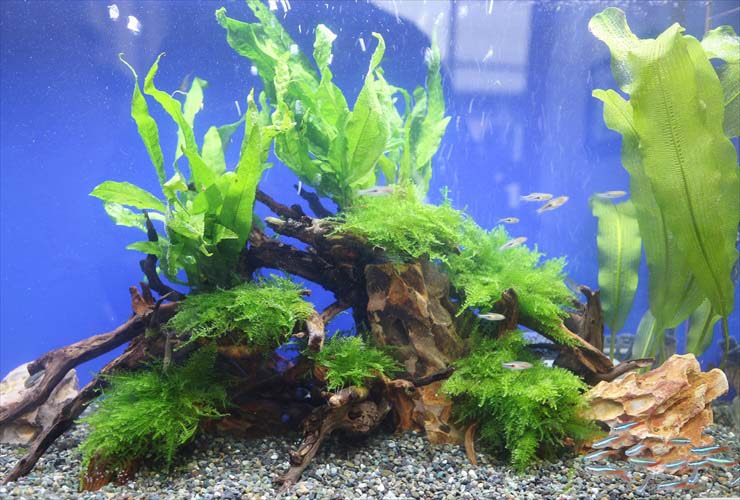流木に水草を配置した水槽とネオンテトラの仲間たち