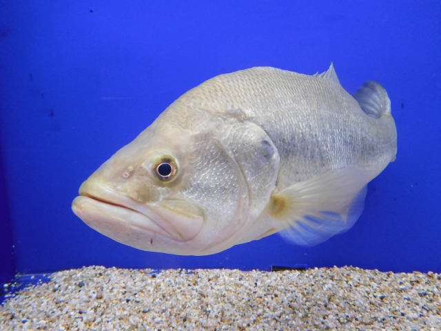 青い背景の水槽で泳ぐ銀白色の大型淡水魚と底砂