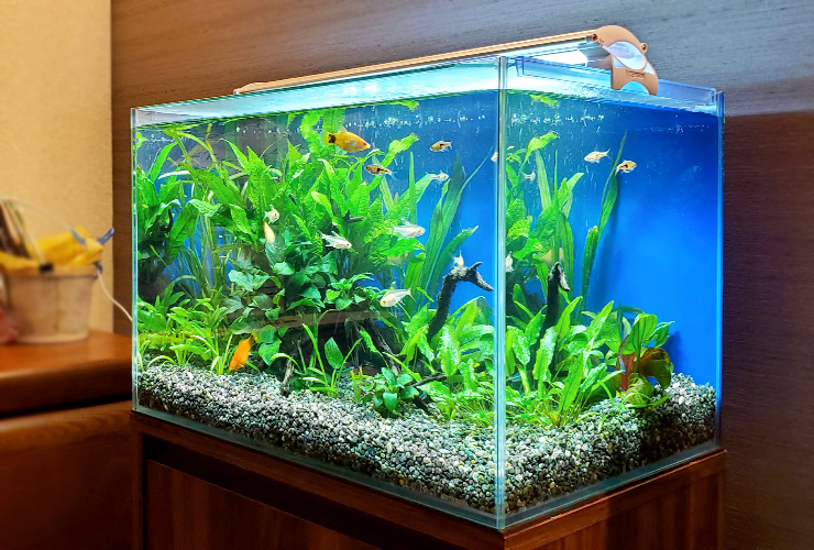 水草と小型熱帯魚が泳ぐ青い背景のフレームレス水槽