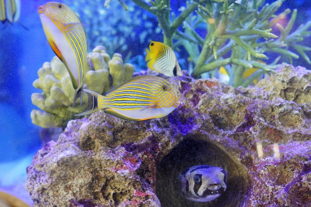 岩穴のフグとサンゴ礁を泳ぐ海水魚の群れ