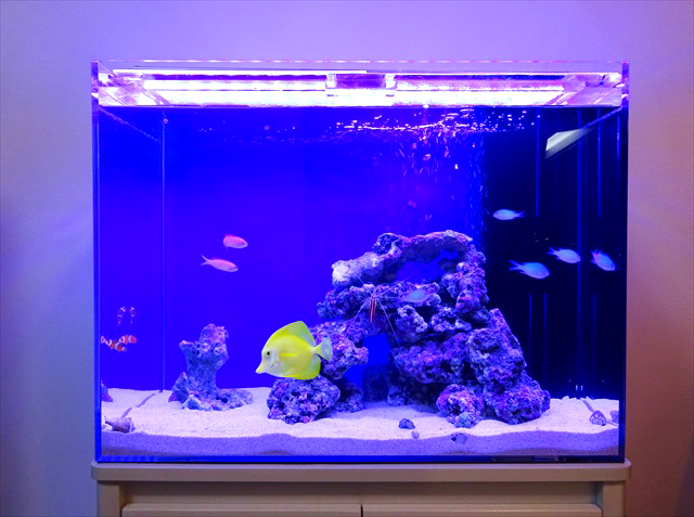 青い照明の海水魚水槽と黄色いハギやライブロックの構成