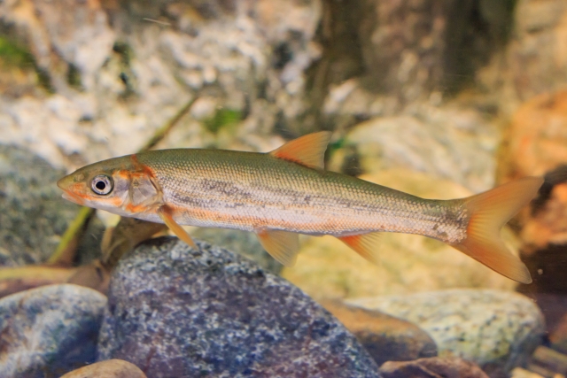 石組みの水槽内を泳ぐオレンジ色のヒレを持つ淡水魚