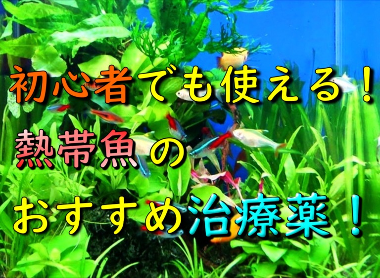 初心者でも使える熱帯魚のおすすめ治療薬の見出し画像