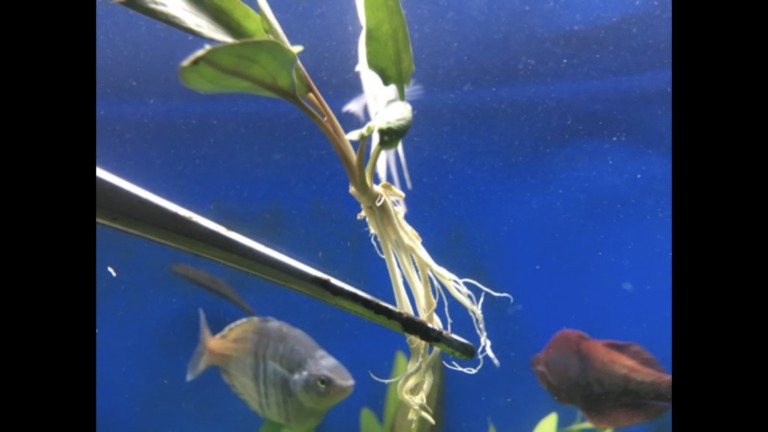 ピンセットで掴んだ白い根が伸びた水草と泳ぐ熱帯魚たち