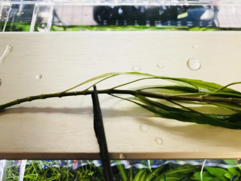 ハサミで水草の茎をカットする様子