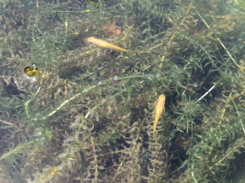 水草が茂る水面付近を泳ぐ2匹のメダカ