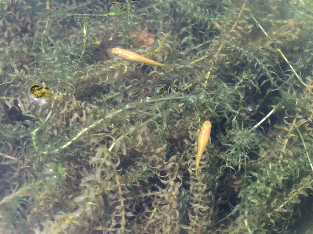 水草が茂る水面付近を泳ぐ2匹のメダカ