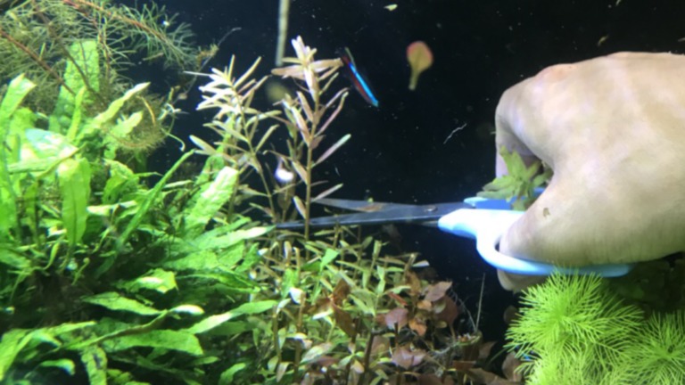ハサミで水槽内の水草をトリミングする手元と小型カラシン