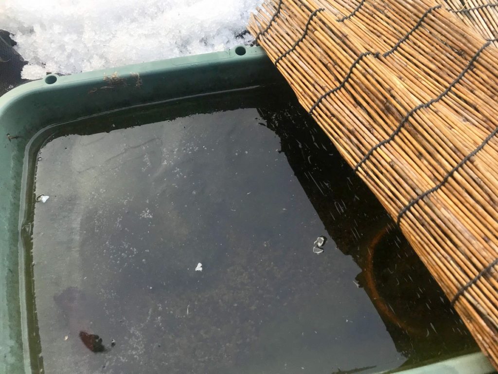 雪の積もった屋外で氷が張った水槽とすだれ
