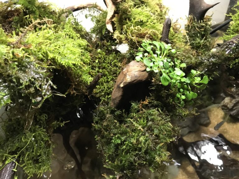 流木に活着した水草と苔のアクアテラリウム水槽