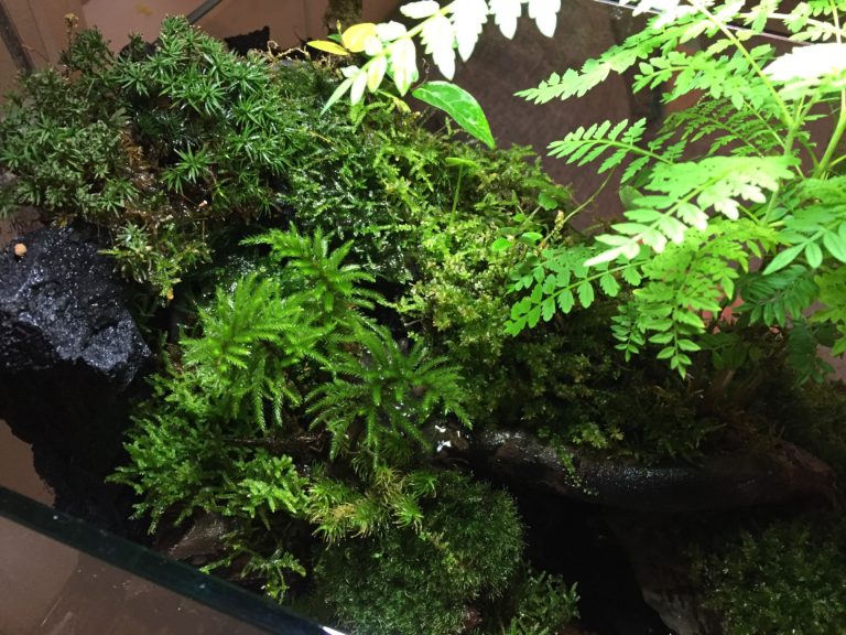 岩や流木に茂る数種類の苔とシダ植物のテラリウム