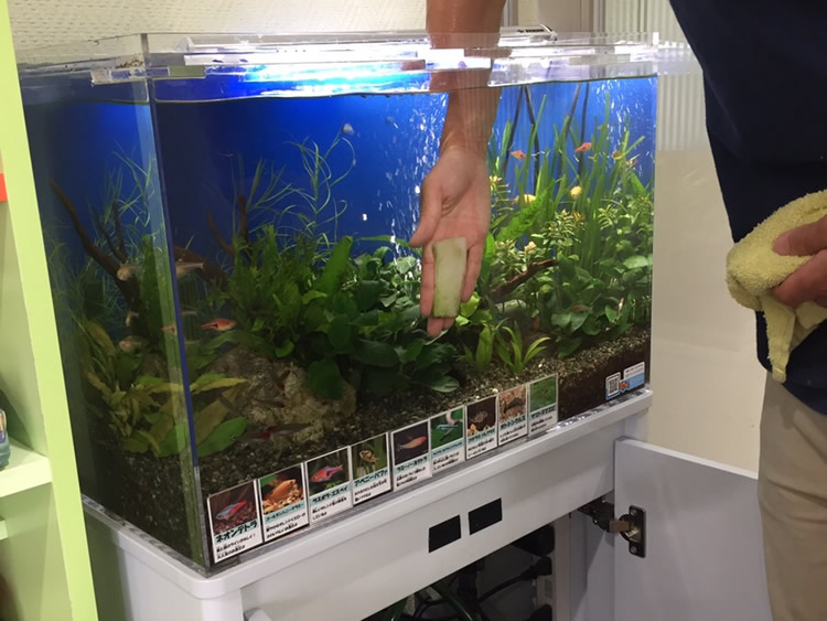 スポンジで水槽の内側を掃除する人の手と水草水槽