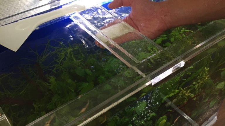 水槽の透明な蓋を素手で持ち上げる様子
