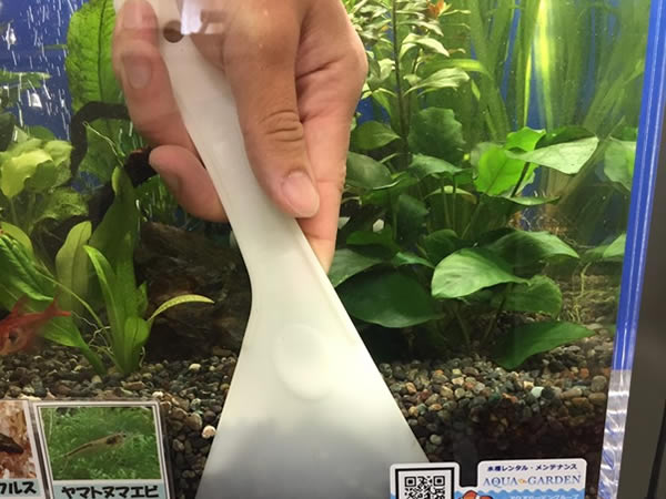 白いスクレーパーで水槽の底砂を掃除する人の手元