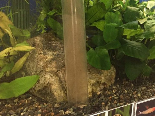 水槽の底砂を掃除するクリーナーポンプと水草や石の景観