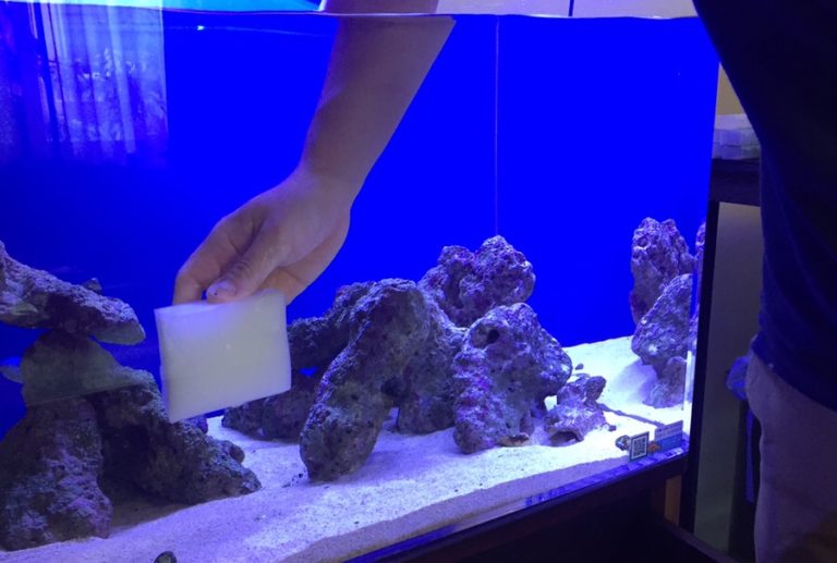 スポンジで海水魚水槽の壁面を掃除する人の手元