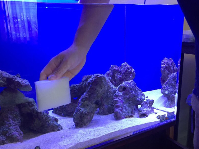 スポンジで海水魚水槽の壁面を掃除する手元