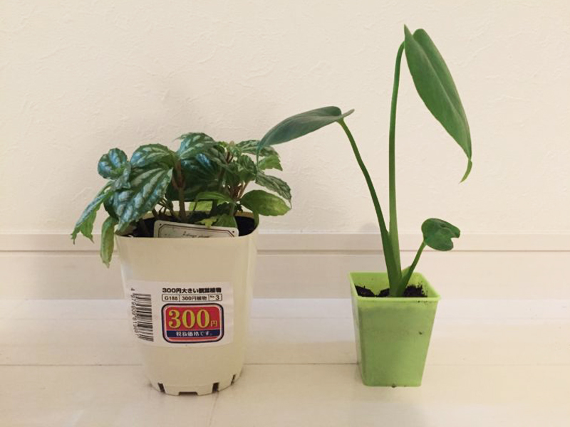 300円の値札シールが貼られた鉢植えの観葉植物2種