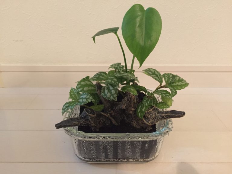 ガラス容器に植えられた観葉植物と流木の寄せ植え