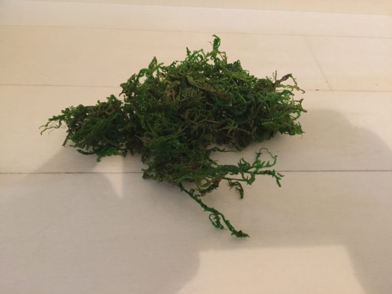 白い床の上に置かれた緑色の水草の塊