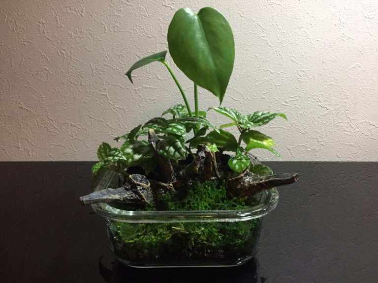 ガラス容器に植えられた観葉植物と苔と流木のデザイン