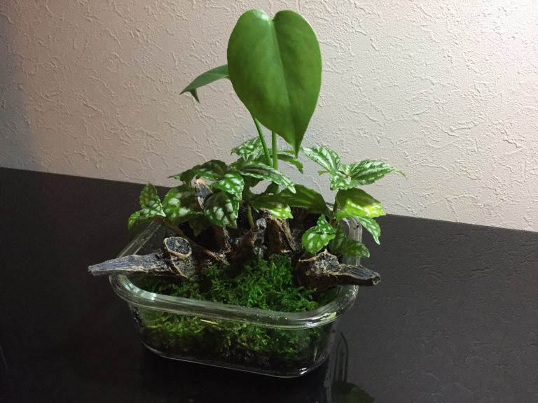 ガラス容器に植えられた観葉植物と苔のテラリウム