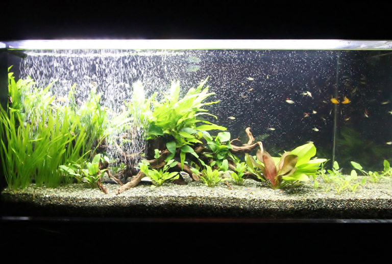 水草と流木を配置した気泡が舞う熱帯魚水槽の全景