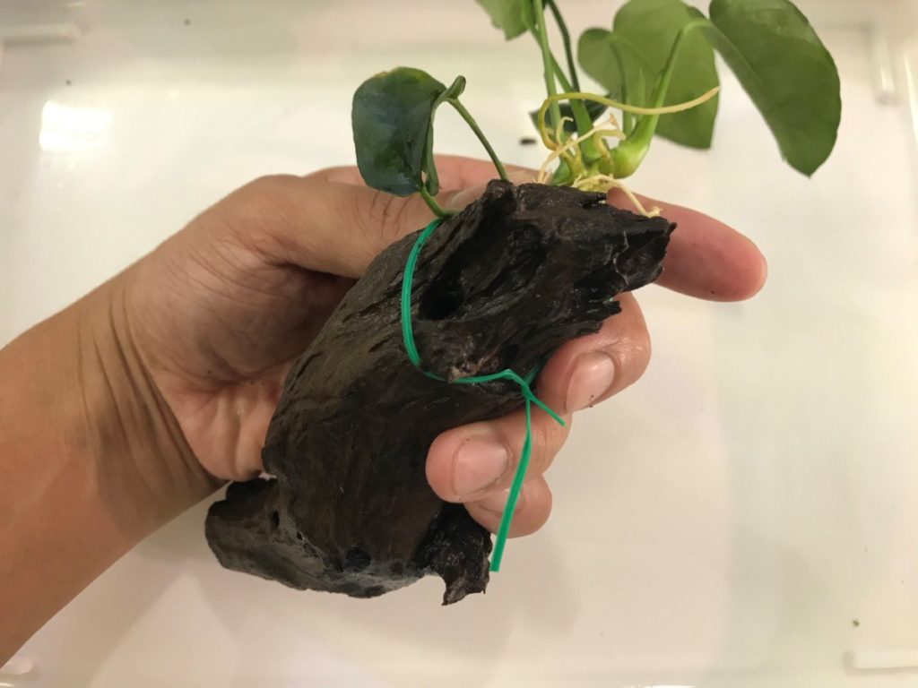 流木にアヌビアス類を緑のビニール紐で固定した状態