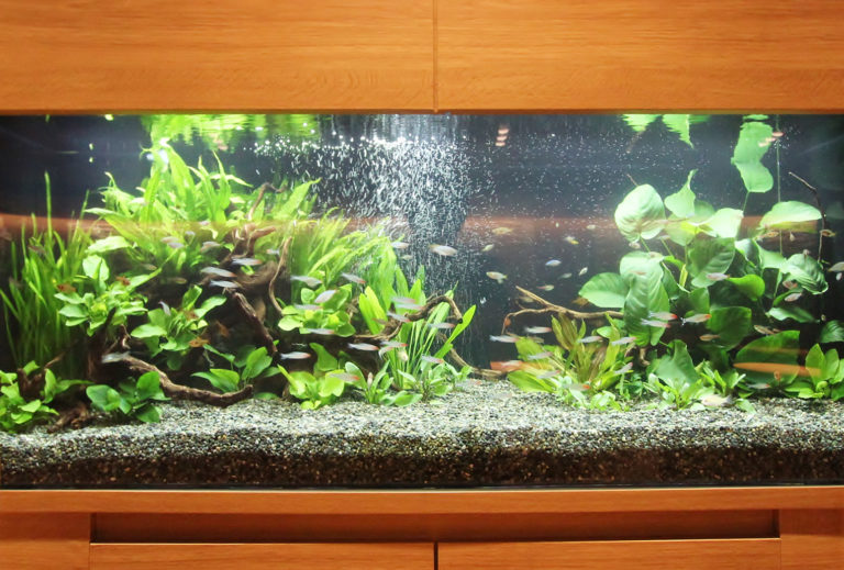 水草と流木を配置した水槽内を泳ぐ小型カラシンの群れ