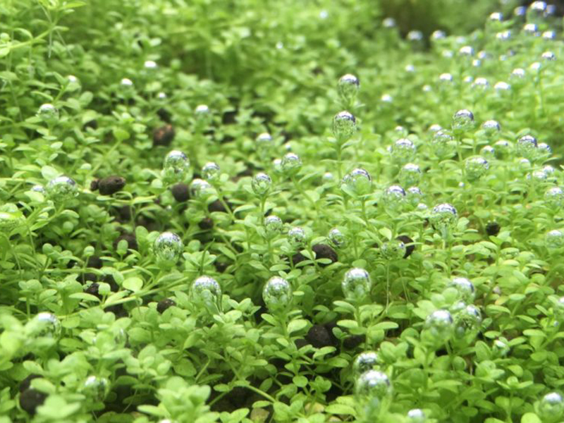 気泡をつけた水槽内の緑色の水草群生