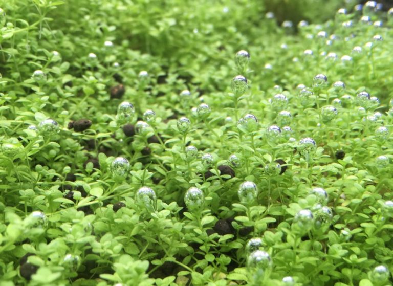 気泡をつけた水草の群生と底砂のソイル