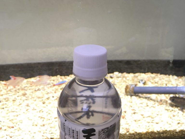 水槽の前に置かれたペットボトルと泳ぐ小型カラシン