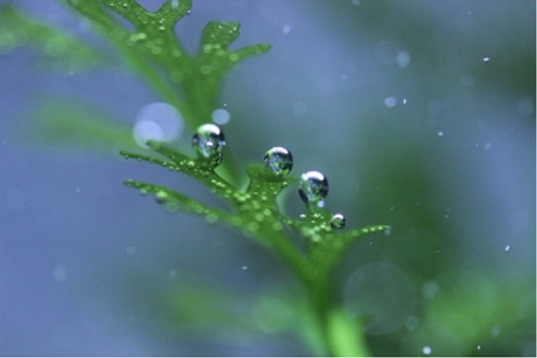 水草は空気を出すって本当?美しい気泡を出す条件と照明の関係のサムネイル画像