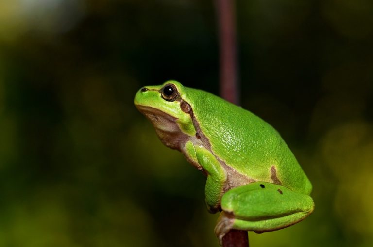プロアクアリストが解説する可愛いカエルの飼い方