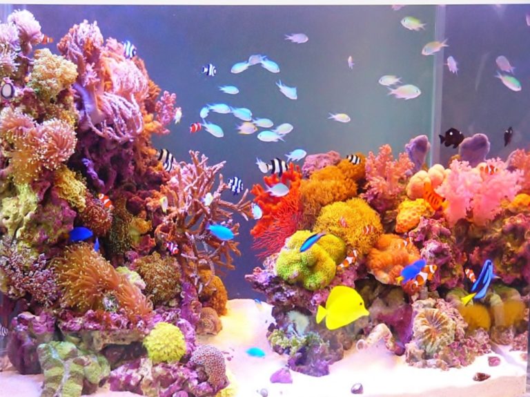 色とりどりのサンゴと熱帯魚が泳ぐ海水魚水槽の全景