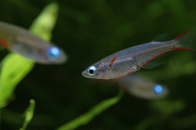 水草の間を泳ぐ赤いヒレの小型熱帯魚と青い目の魚影