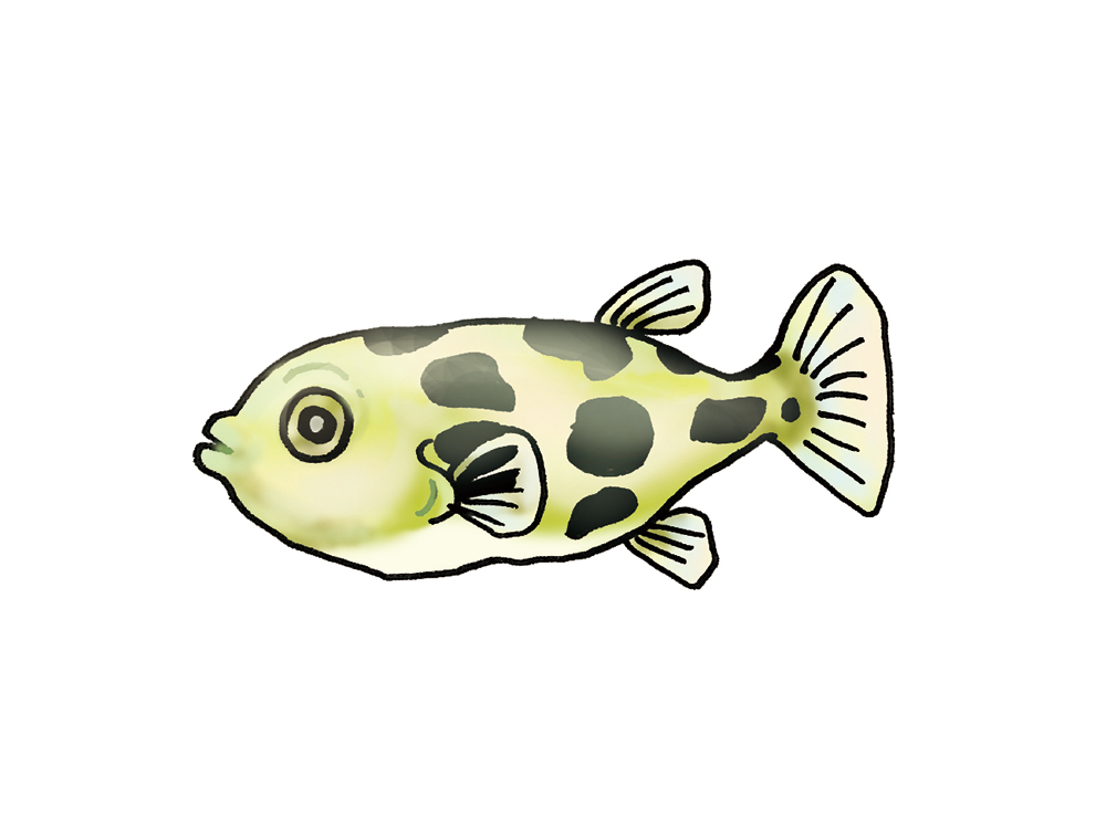 黒い斑点模様がある淡水フグの仲間のイラスト