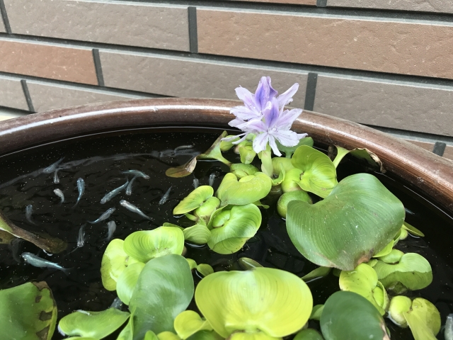 睡蓮鉢に咲くホテイアオイの花と泳ぐメダカの群れ