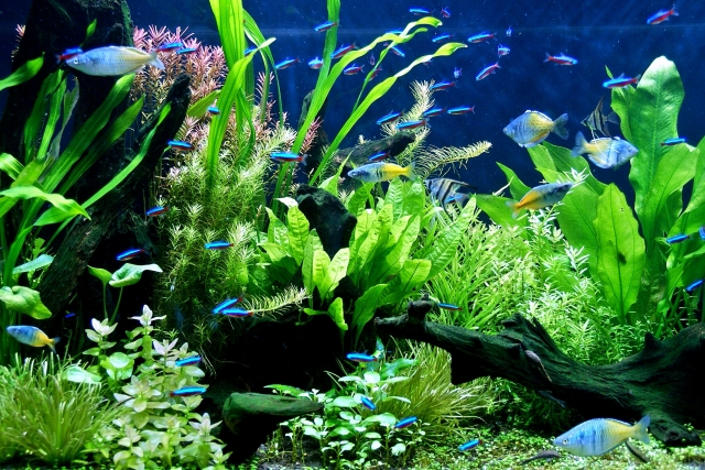 水草が茂る水槽内を泳ぐネオンテトラの仲間と熱帯魚群