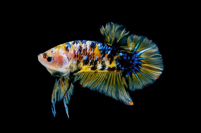 黒背景に浮かぶ黄色と青の斑点模様を持つベタの仲間