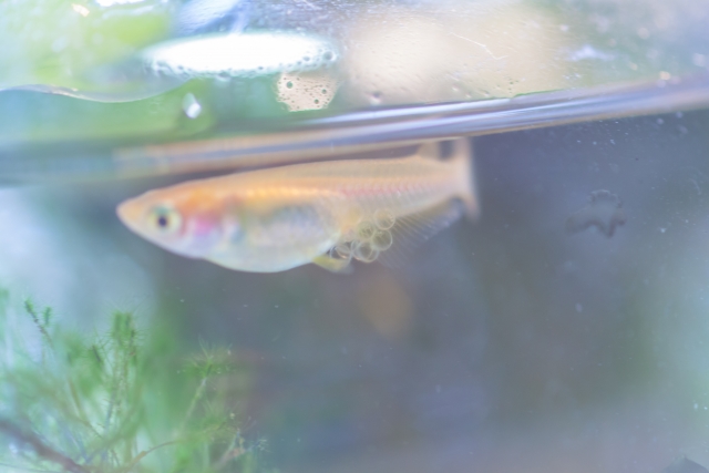 腹部に卵を抱えたメダカのメスと水槽内の水草