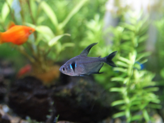 水草を背景に泳ぐ小型カラシンとオレンジ色の熱帯魚