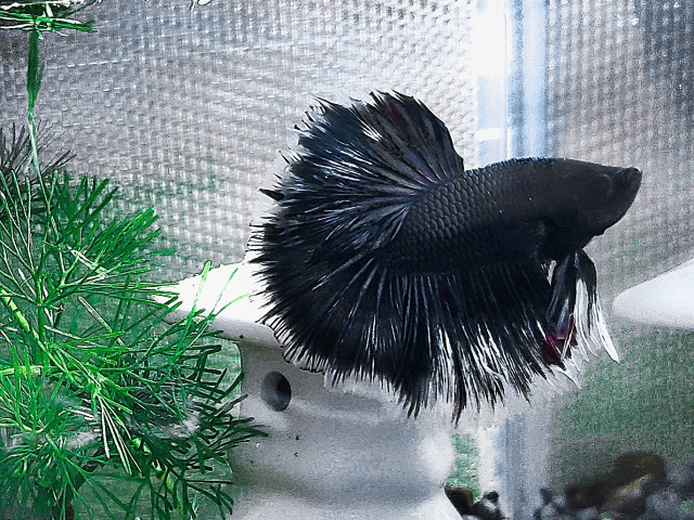 水槽内の白い置物の前で泳ぐ黒いベタと緑の水草