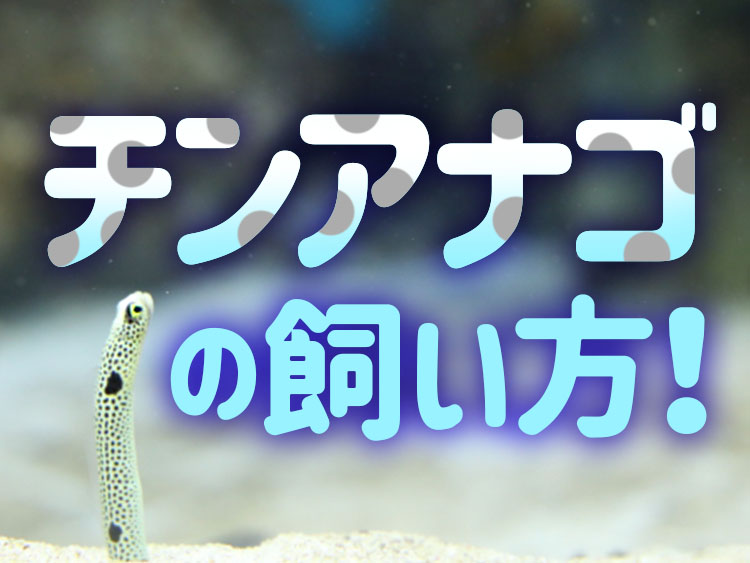 チンアナゴを飼育してみよう!チンアナゴの仲間や飼育方法と注意点を解説のサムネイル画像
