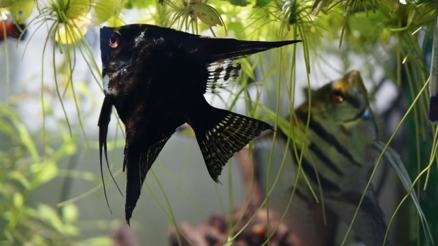 水草の間を泳ぐ黒いエンゼルフィッシュと熱帯魚の仲間