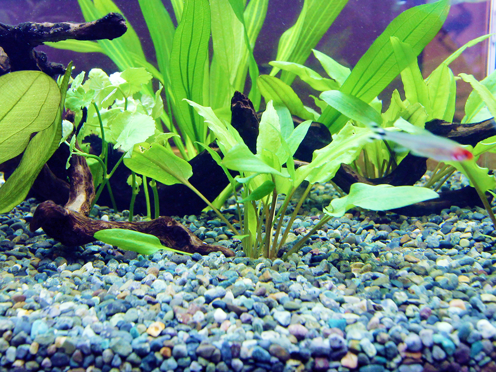 大磯砂に植えられた水草と流木の間を泳ぐ小型カラシン