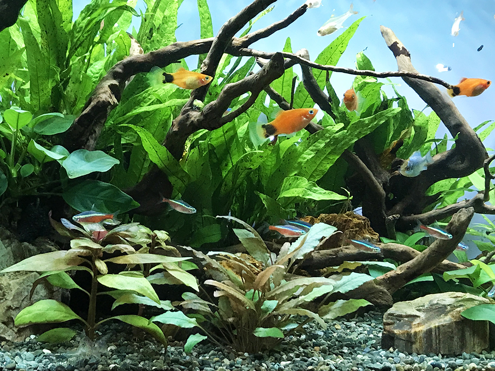 流木と水草の間に泳ぐネオンテトラの仲間と小型熱帯魚群