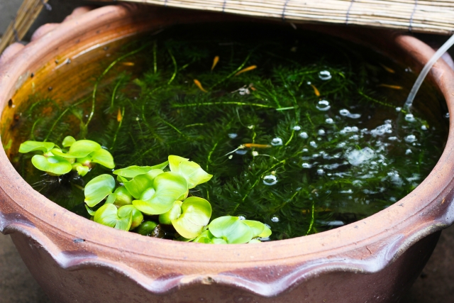 睡蓮鉢で泳ぐメダカと水面に浮かぶ水草のビオトープ